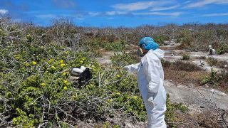 Auf diesem vom Nationalpark Galapagos zur Verfügung gestellten Bild werden Vögel aufgrund einer möglichen Vogelgrippe-Infektion untersucht.