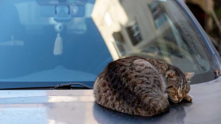 Eine Katze liegt auf einer Motorhaube