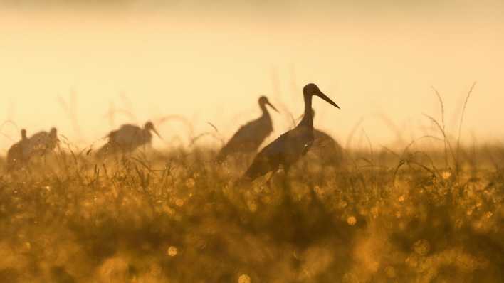 Störche stehen im Gegenlicht der aufgehenden Sonne im gelblich verfärbten Nebel in einem Naturschutzgebiet auf einer Wiese (Bild: dpa / Thomas Warnack)