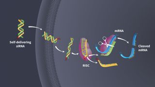 Pramomolecular