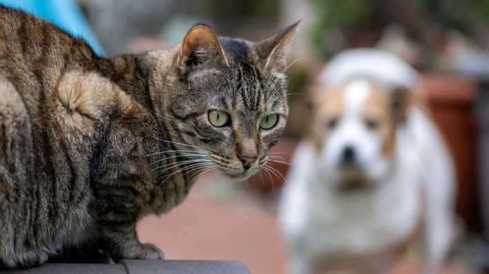Eine Katze sitzt auf einem Katzenhaus, während im Hintergrund ein Hund auf dem Rasen steht.