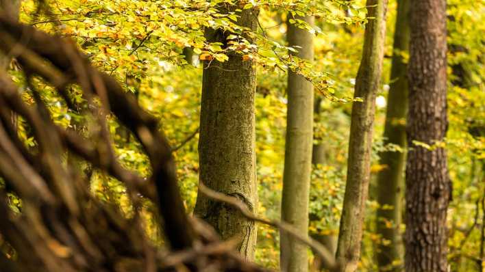 Herbstbunte Laubbäume stehen in einem Waldstück bei Cottbus.