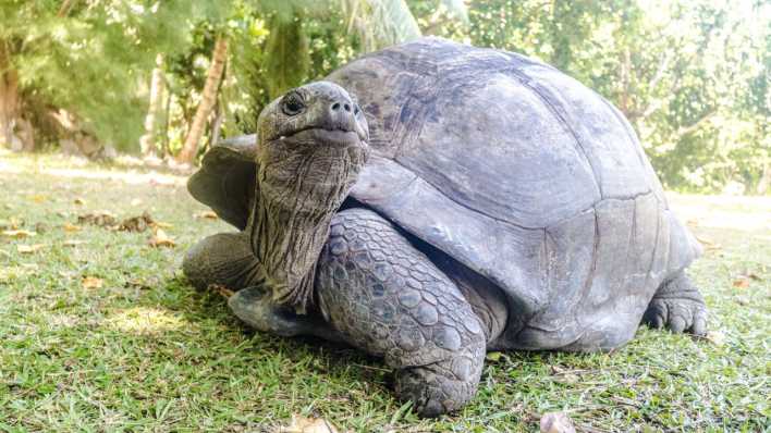 Riesenschildkröte auf Mauritius