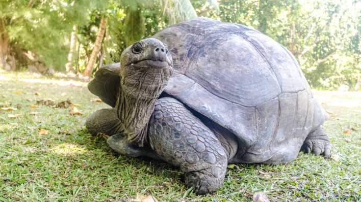 Riesenschildkröte auf Mauritius