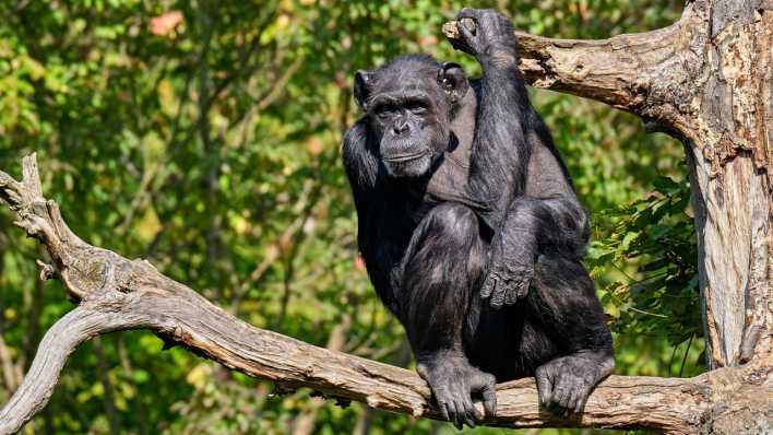 Ein Bonobo im Zoo