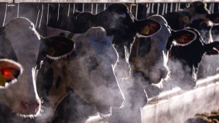 Milchkühe fressen am Morgen im Stall (Bild: dpa / Jens Büttner)