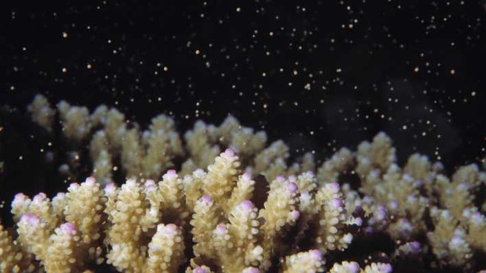 Laichen von Korallen im Great Barrier Reef