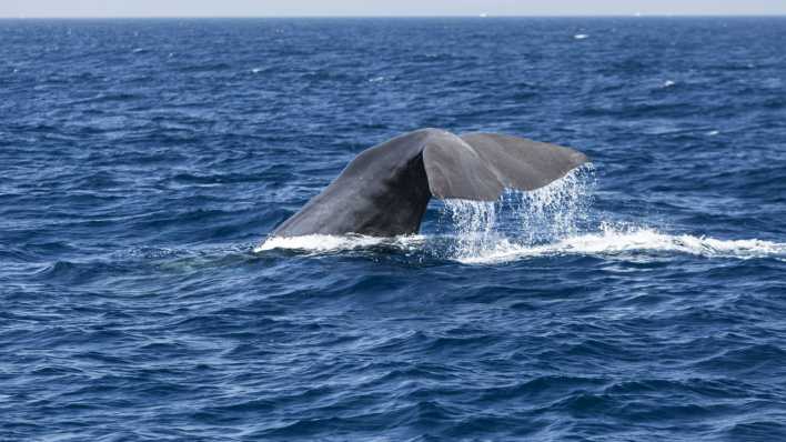 Wal im Mittelmeer