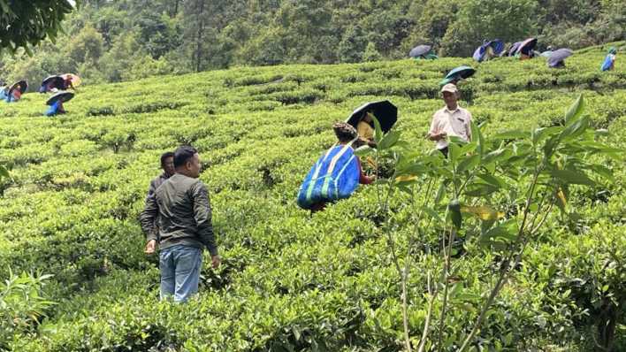 Darjeeling Teeplantage