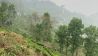 Darjeeling Teeplantage