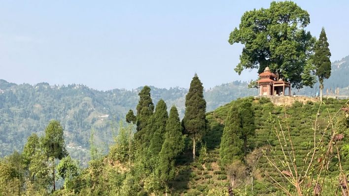 Darjeeling Teeplantage