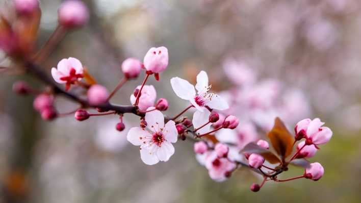 Erste Blüten sind an Bäumen in Finsterwalde zu sehen.