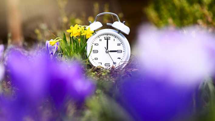 Weißer Wecker inmitten von Frühlingsblumen