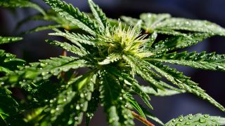 Tautropfen auf einer Cannabispflanze