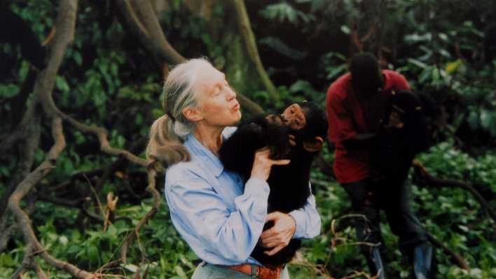 Jane Goodall 1995 mit einem Schimpansen auf dem Arm.