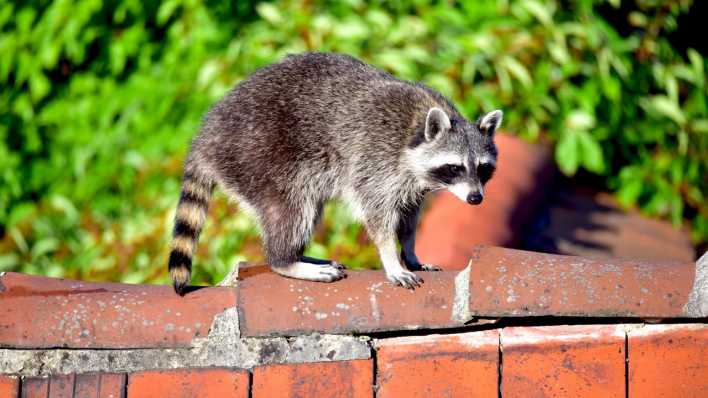 Ein Waschbär auf einem Hausdach in Berlin-Lichterfelde