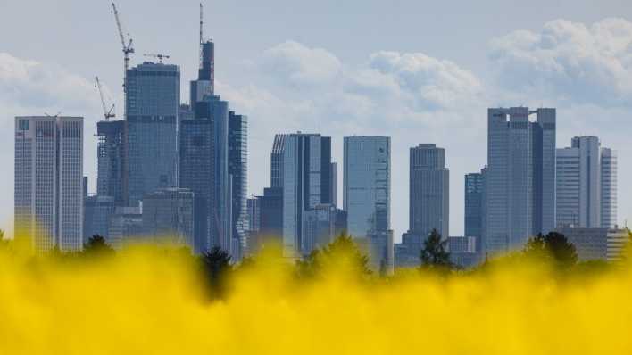 Die Frankfurter Skyline erhebt sich hinter einem blühenden Rapsfeld.
