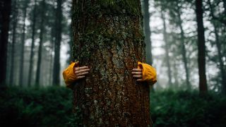 Symbolfoto: Arme umarmen einen Waldbaum