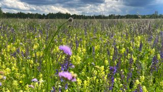 Blumenwiese,gelbe Blueten, Echtes Leinkraut,Biodiversität