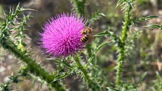 Wildbiene auf einer Distel (Bild: rbb/Anna Hanke)