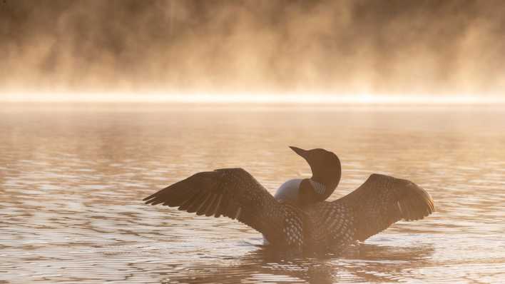 Ein erwachsener Eistaucher im Brutkleid schwimmt im Morgennebel auf einem See