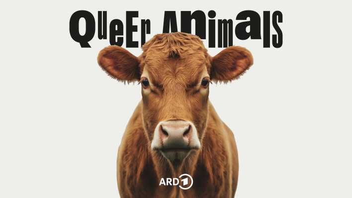 Cover Weird Animals Folge 23 Kuh