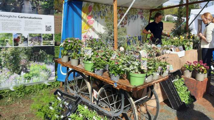 Stand beim Berliner Staudenmarkt auf dem Gelände der Domäne Dahlem in Berlin. (Bild: picture alliance/dpa/XAMAX)