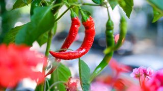 Chili als Balkonpflanze (Bild: picture alliance / Bildagentur-online/Schoening )