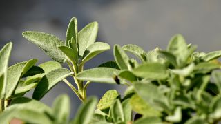 Die grünen Blätter einer Salbeipflanze im Sonnenlicht.
