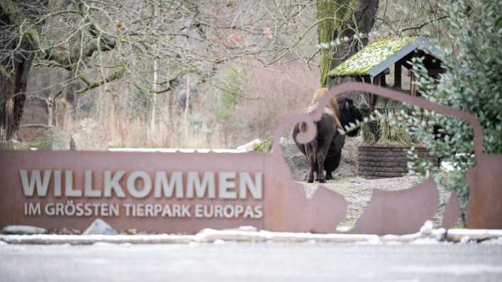 Bisons stehen hinter dem geschlossenen Eingang des Tierparks Berlin, der aufgrund eines Ausbruchs der Maul- und Klauenseuche in einer Büffelherde in Brandenburg zur Sicherheit für Besucher geschlossen hat.
