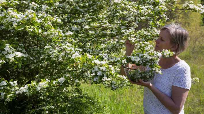 Frau erntet Weissdornblueten (Bild: imago/blickwinkel)