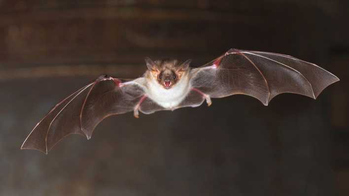 Eine Riesenfledermaus im Flug im Kirchturm vor einer Kirchenglocke.