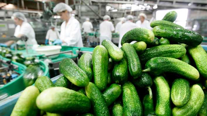Produktion von Spreewaldgurken bei der Obst & Gemüseverarbeitung "Spreewaldkonserve" Golßen GmbH in Golßen