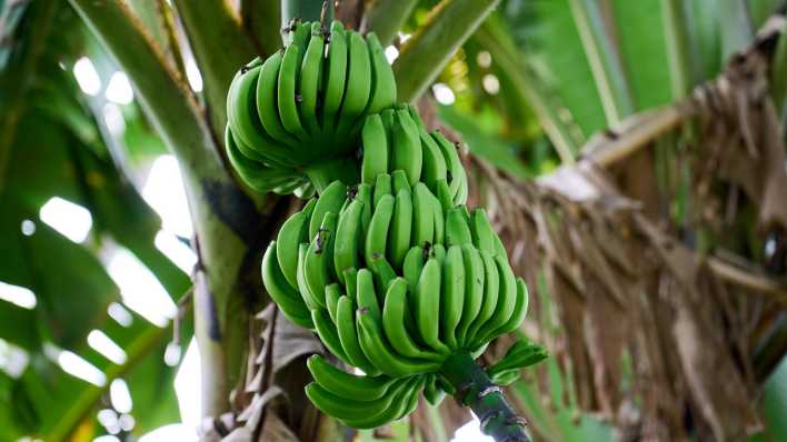 Unreife Bananen wachsen an einem Baum in Sri Lanka.