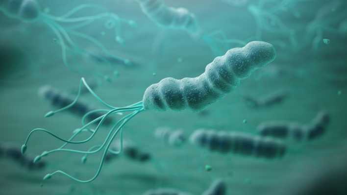 3D-Illustration von Helicobacter pylori.
