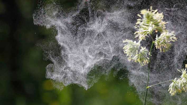 Gewöhnliches Knäuelgras (Dactylis glomerata) mit Pollenflug (Bild: picture alliance/imageBROKER/Martin Siepmann)