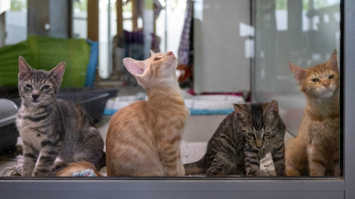 Vier junge Katzen sitzen im Mutter- und Kinderkatzenhaus im Berliner Tierheim.