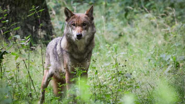 Ein Wolf auf einer Wiese (Bild: picture alliance/dpa/Christian Charisius)