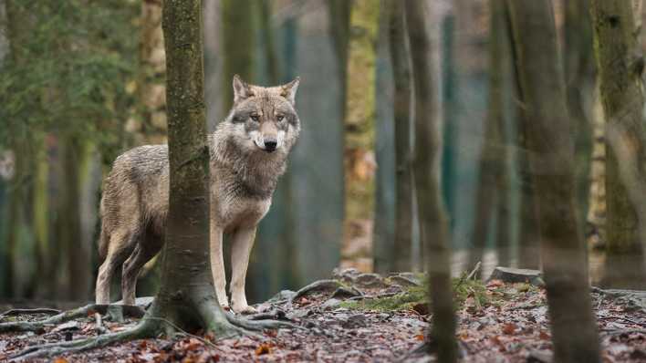 Ein Wolf steht in einem Tierpark in seinem Gehege. (Archivbild)