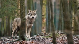Ein Wolf steht in einem Tierpark in seinem Gehege. (Archivbild)