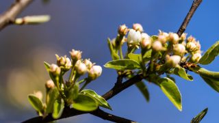 Die Knospen an einem Apfelbaum im Frühling.