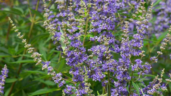 Die Blüten des Mönchspfeffers (Vitex agnus-castus) blühen an einem Strauch.
