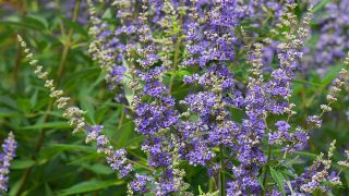 Die Blüten des Mönchspfeffers (Vitex agnus-castus) blühen an einem Strauch.