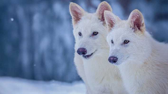 Genetisch veränderte Wölfe mit den Eigenschaften des ausgestorbenen Schattenwolfes