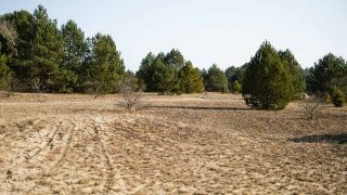 Vertrocknete Gräser in Naturschutzgebiet bei Luckenwalde