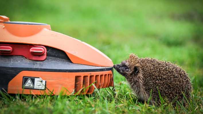 Igel schnüffelt an einem Mähroboter