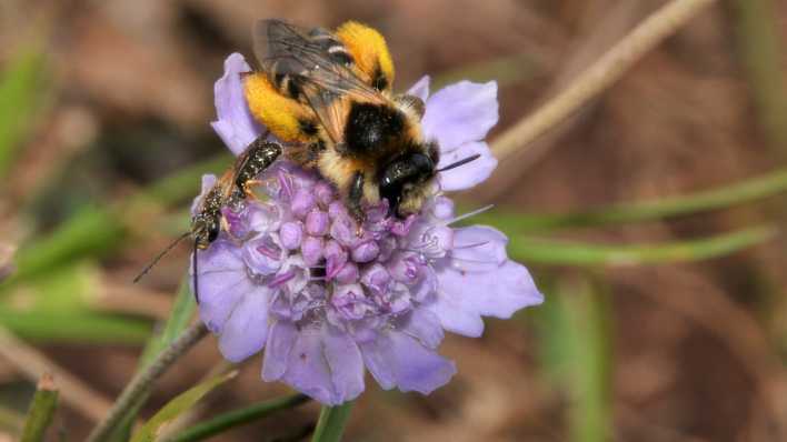 Eine Biene auf einer Blüte der Duftskabiose im Botanischen Garten Berlin