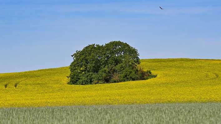 Raps blüht auf einem Feld im Naturpark Märkische Schweiz.