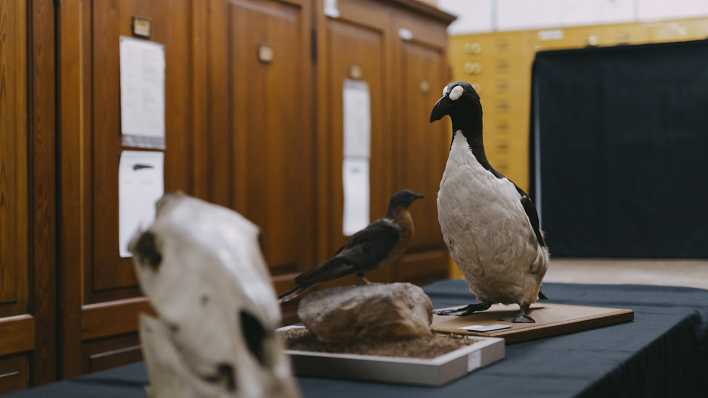 Vogelpräparate im Naturkundemuseum Berlin.