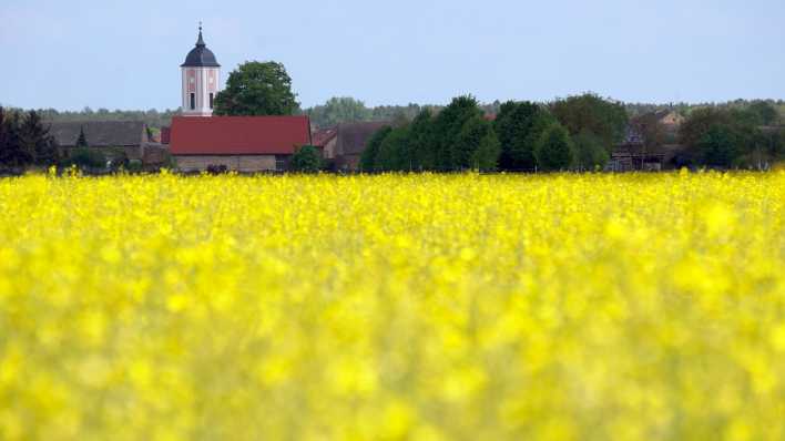 Die Kirche Reesdorf hinter einem Rapsfeld im gleichnamigen Ortsteil in Beelitz
